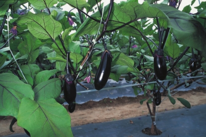 Picture of Aubergine Moneymaker F1